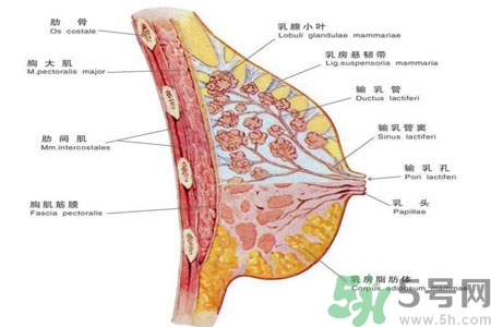 怎樣區分乳房包塊是良性還是惡性？如何診斷乳房腫塊是惡性還是良性？