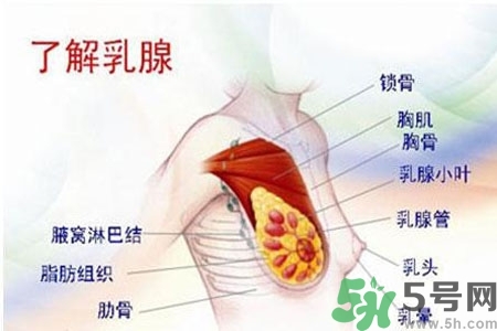 乳房上有硬塊怎么辦？乳房有硬塊的病因是什么？