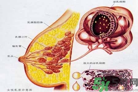乳房上有硬塊怎么辦？乳房有硬塊的病因是什么？