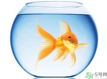 家里養魚好嗎？家里養魚有什么講究？