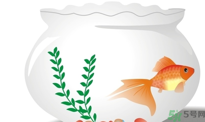 家里養魚好嗎？家里養魚有什么講究？