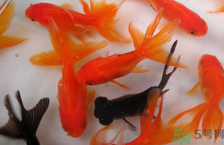 家里養(yǎng)什么魚好？家里養(yǎng)魚幾條最好？