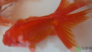 家里養(yǎng)什么魚好？家里養(yǎng)魚幾條最好？