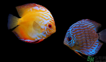 家里養(yǎng)什么魚好？家里養(yǎng)魚幾條最好？