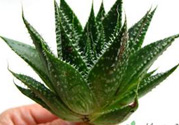什么植物吸收甲醛最好？吸收甲醛的室內植物
