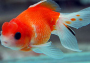 家里養什么魚好？家里養魚幾條最好？
