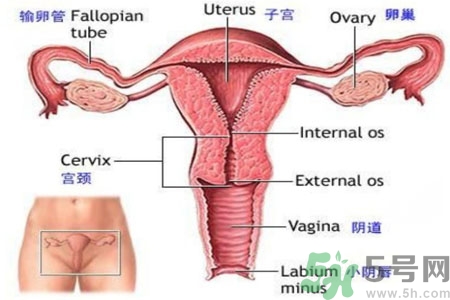 外陰瘙癢如何治療？外陰瘙癢可以用什么藥？？