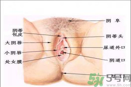 外陰瘙癢如何治療？外陰瘙癢可以用什么藥？？