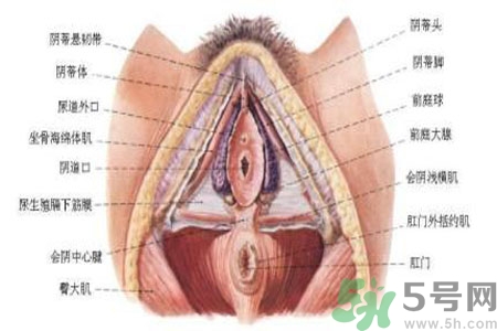 外陰瘙癢如何治療？外陰瘙癢可以用什么藥？？