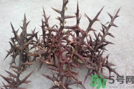 皂角刺的藥用價值是什么？皂角刺的功效與作用有哪些？