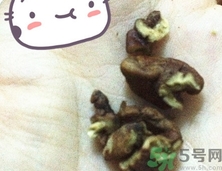 三只松鼠多少錢一袋？三只松鼠價格