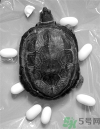 吃烏龜蛋有什么好處?烏龜蛋的營養價值及功效