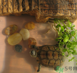 家里養烏龜好不好？家里養烏龜有什么講究？