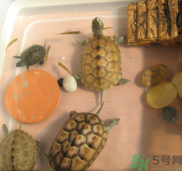 家里養烏龜好不好？家里養烏龜有什么講究？