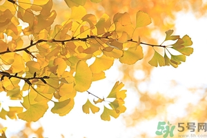 秋燥吃什么好？秋燥怎么辦？