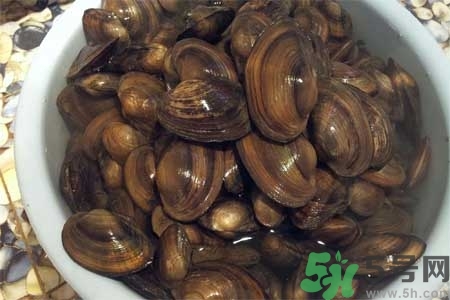 如何挑選河蚌？河蚌的營養價值？