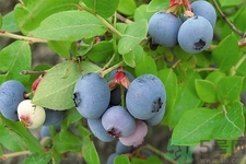 藍(lán)莓怎么洗？藍(lán)莓可以怎么吃？