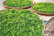 普洱茶能減肥嗎？普洱茶產地是哪里？