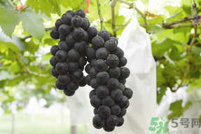 夏黑葡萄孕婦能吃嗎？孕婦吃夏黑葡萄的好處及禁忌