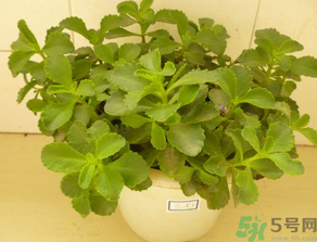 救心菜怎么吃？救心菜的吃法