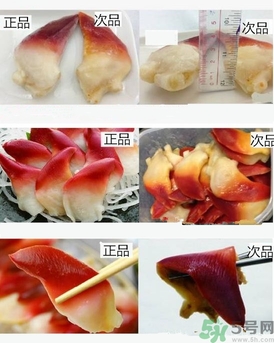 如何鑒別北極貝真假?北極貝和馬貝的區別