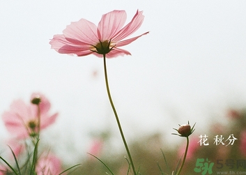 秋分吃什么？秋分吃什么水果？