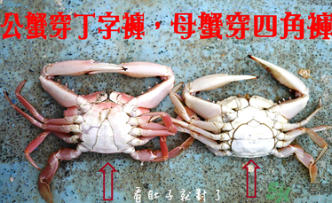 九月份吃公蟹還是母蟹？公蟹和母蟹哪個更好吃？