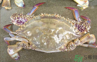 河蟹死了還能吃嗎？河蟹死了多久還能吃？