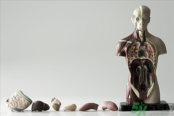 腸炎肚子疼怎么辦？腸炎肚子疼怎么緩解？