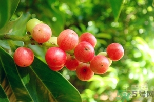 五月茶的功效 五月茶怎么吃？