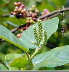 五月茶的功效 五月茶怎么吃？