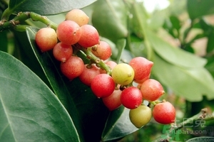五月茶的功效 五月茶怎么吃？