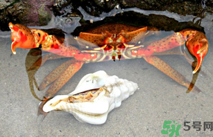 河蟹死了一天能吃嗎？河蟹死了多久不能吃？