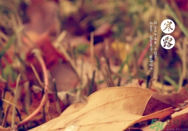 寒露是什么意思？寒露是幾月幾日
