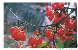 茱萸是什么？重陽節為什么要插茱萸？