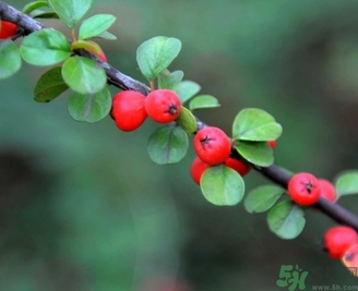 茱萸是什么？重陽節為什么要插茱萸？