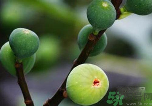 吃無花果會過敏嗎？吃無花果干會過敏嗎？