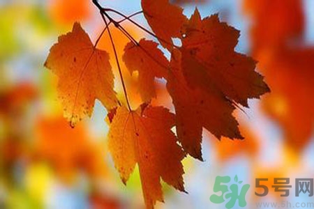 秋燥皮膚癢吃什么好？秋燥4妙招保護皮膚