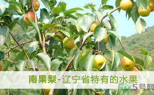 孕婦能吃南國梨嗎？南國梨孕婦可以吃嗎？