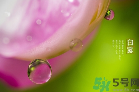 白露節吃什么？白露節的傳統美食有哪些？