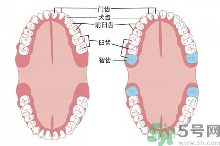 智齒一定要拔掉嗎？什么樣的智齒可以不拔？