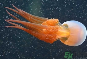 海蜇是發(fā)物嗎？手術(shù)后可以吃海蜇嗎？