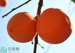 為何叫懶柿子？懶柿子的營養價值？