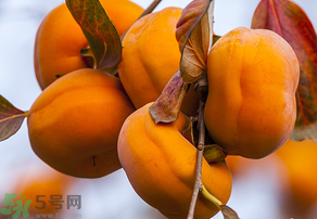 為何叫懶柿子？懶柿子的營養價值？