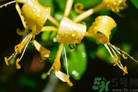 金蓮花是什么樣的?金蓮花和金銀花的區別