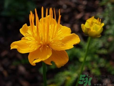 金蓮花是什么樣的?金蓮花和金銀花的區別