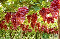 葡萄酒怎么做？葡萄酒什么時(shí)候喝最好？