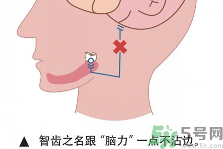 智齒拔完后有個(gè)洞怎么辦？拔智齒后有個(gè)洞多久能長(zhǎng)好？