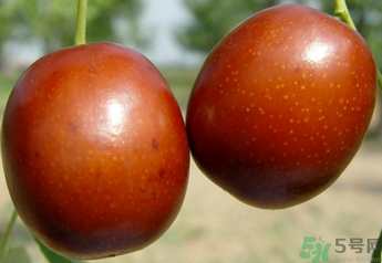 新鮮紅棗補(bǔ)血嗎？吃新鮮紅棗補(bǔ)血嗎？