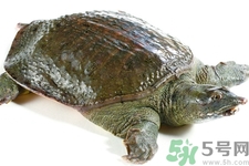甲魚怎么殺？甲魚怎么處理？